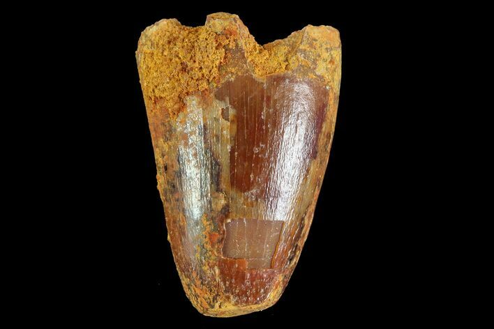 Cretaceous Fossil Crocodile Tooth - Morocco #72779